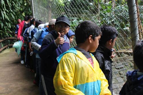 说明:认真观察鳄鱼